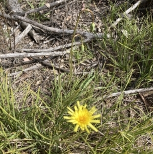 Microseris walteri at Downer, ACT - 12 Sep 2021