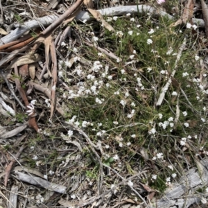 Leucopogon virgatus at Bruce, ACT - 12 Sep 2021