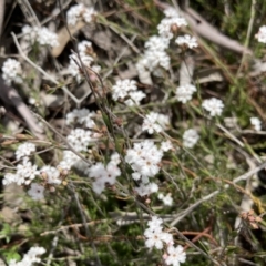 Leucopogon virgatus at Bruce, ACT - 12 Sep 2021 11:03 AM