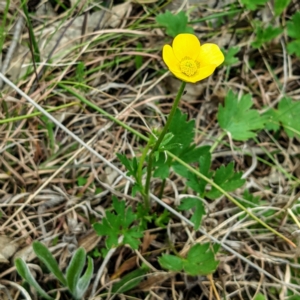 Ranunculus lappaceus at Kambah, ACT - 12 Sep 2021