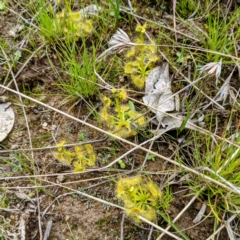 Drosera sp. (A Sundew) at Kambah, ACT - 12 Sep 2021 by HelenCross