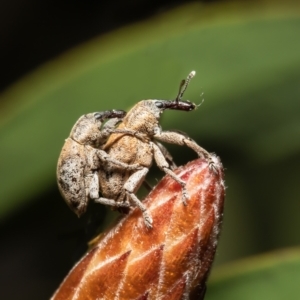 Curculionidae (family) at Macgregor, ACT - 12 Sep 2021