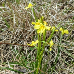 Diuris chryseopsis (Golden Moth) at Tuggeranong DC, ACT - 12 Sep 2021 by HelenCross