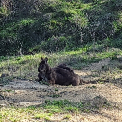 Osphranter robustus (Wallaroo) at Bullen Range - 11 Sep 2021 by HelenCross