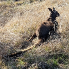 Osphranter robustus at Stromlo, ACT - 12 Sep 2021