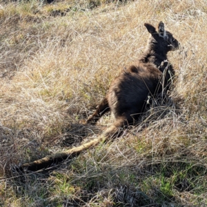 Osphranter robustus at Stromlo, ACT - 12 Sep 2021