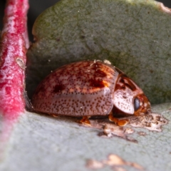 Paropsisterna m-fuscum (Eucalyptus Leaf Beetle) at Downer, ACT - 11 Sep 2021 by Boagshoags