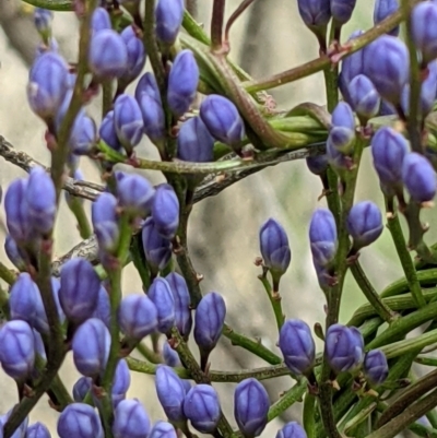 Comesperma volubile (Love Creeper) at Downer, ACT - 12 Sep 2021 by abread111