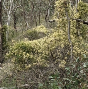 Clematis leptophylla at Downer, ACT - 12 Sep 2021 12:12 PM