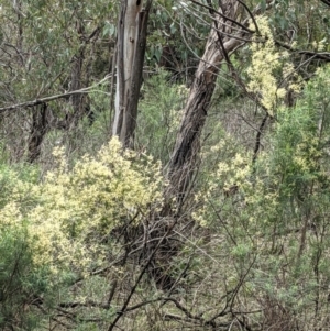 Clematis leptophylla at Downer, ACT - 12 Sep 2021 12:12 PM