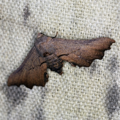 Amphiclasta lygaea (Ragged Geometrid) at O'Connor, ACT - 11 Sep 2021 by ibaird