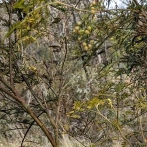 Acacia decurrens at Hackett, ACT - 12 Sep 2021 11:53 AM