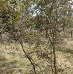 Acacia decurrens at Hackett, ACT - 12 Sep 2021 11:53 AM