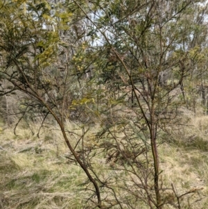 Acacia decurrens at Hackett, ACT - 12 Sep 2021