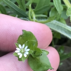 Stellaria media (Common Chickweed) at Hughes, ACT - 6 Sep 2021 by Tapirlord