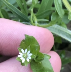 Stellaria media at Hughes, ACT - 6 Sep 2021 04:08 PM