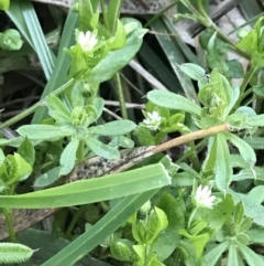 Stellaria media at Hughes, ACT - 6 Sep 2021