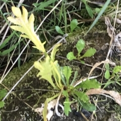 Goodenia pinnatifida (Scrambled Eggs) at Deakin, ACT - 6 Sep 2021 by Tapirlord