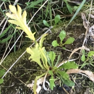 Goodenia pinnatifida at Deakin, ACT - 6 Sep 2021