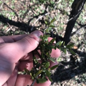 Olea europaea subsp. cuspidata at Deakin, ACT - 6 Sep 2021 03:44 PM