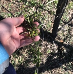 Olea europaea subsp. cuspidata at Deakin, ACT - 6 Sep 2021 03:44 PM