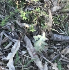 Eucalyptus globulus subsp. bicostata at Hughes, ACT - 6 Sep 2021