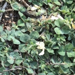 Trifolium subterraneum (Subterranean Clover) at Hughes, ACT - 6 Sep 2021 by Tapirlord