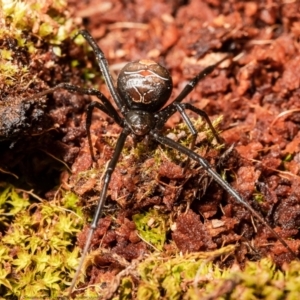 Latrodectus hasselti at Macgregor, ACT - 12 Sep 2021