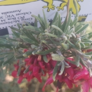 Grevillea lanigera at Watson, ACT - 11 Sep 2021 03:31 PM