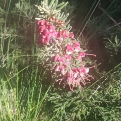 Grevillea lanigera at Watson, ACT - 11 Sep 2021 03:31 PM