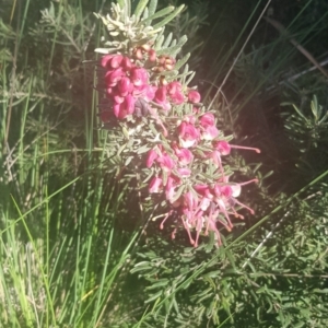 Grevillea lanigera at Watson, ACT - 11 Sep 2021 03:31 PM