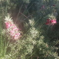 Grevillea lanigera at Watson, ACT - 11 Sep 2021 03:31 PM