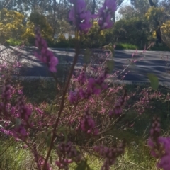 Indigofera australis subsp. australis (Australian Indigo) at Watson, ACT - 11 Sep 2021 by MPW
