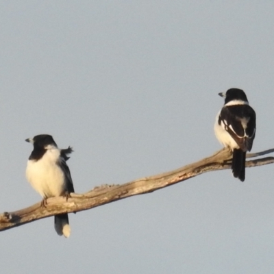 Cracticus nigrogularis (Pied Butcherbird) at Stromlo, ACT - 11 Sep 2021 by HelenCross