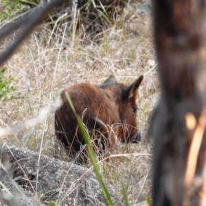 Sus scrofa at Stromlo, ACT - 12 Sep 2021