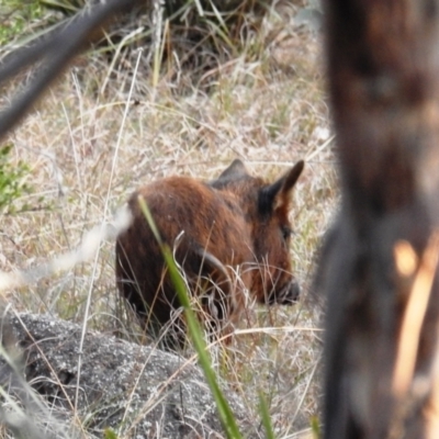 Sus scrofa (Pig (feral)) at Stromlo, ACT - 11 Sep 2021 by HelenCross