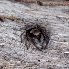 Unidentified Spider (Araneae) at Crace, ACT - 12 Sep 2021 by DPRees125