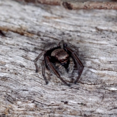 Unverified Spider at Crace, ACT - 12 Sep 2021 by DPRees125