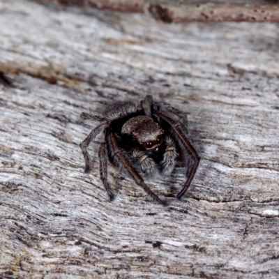Unidentified Spider (Araneae) at Crace, ACT - 12 Sep 2021 by DPRees125