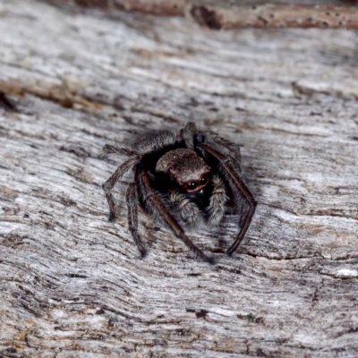 Unverified Spider at Crace, ACT - 12 Sep 2021 by DPRees125
