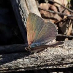 Erina hyacinthina (Varied Dusky-blue) at Aranda Bushland - 11 Sep 2021 by CathB