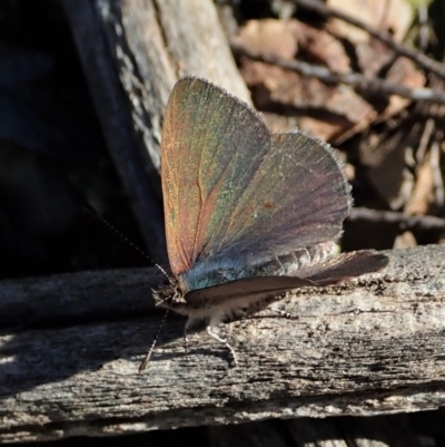 Erina hyacinthina (Varied Dusky-blue) at Cook, ACT - 11 Sep 2021 by CathB