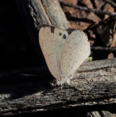 Erina hyacinthina at Cook, ACT - 11 Sep 2021 03:55 PM