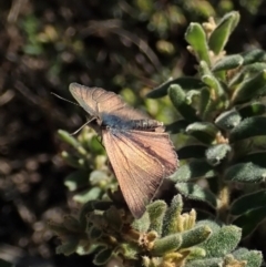 Erina hyacinthina at Cook, ACT - 11 Sep 2021