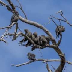 Artamus cyanopterus cyanopterus (Dusky Woodswallow) at Majura, ACT - 12 Sep 2021 by trevsci