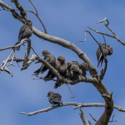 Artamus cyanopterus (Dusky Woodswallow) at Mount Ainslie - 12 Sep 2021 by trevsci