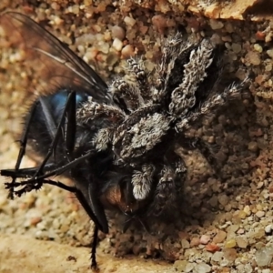 Clynotis severus at Wanniassa, ACT - 12 Sep 2021 02:59 PM