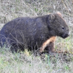 Vombatus ursinus (Common wombat, Bare-nosed Wombat) at Stromlo, ACT - 11 Sep 2021 by HelenCross