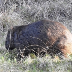 Vombatus ursinus at Stromlo, ACT - 12 Sep 2021