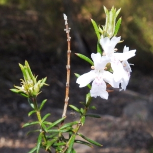 Westringia eremicola at Stromlo, ACT - 12 Sep 2021